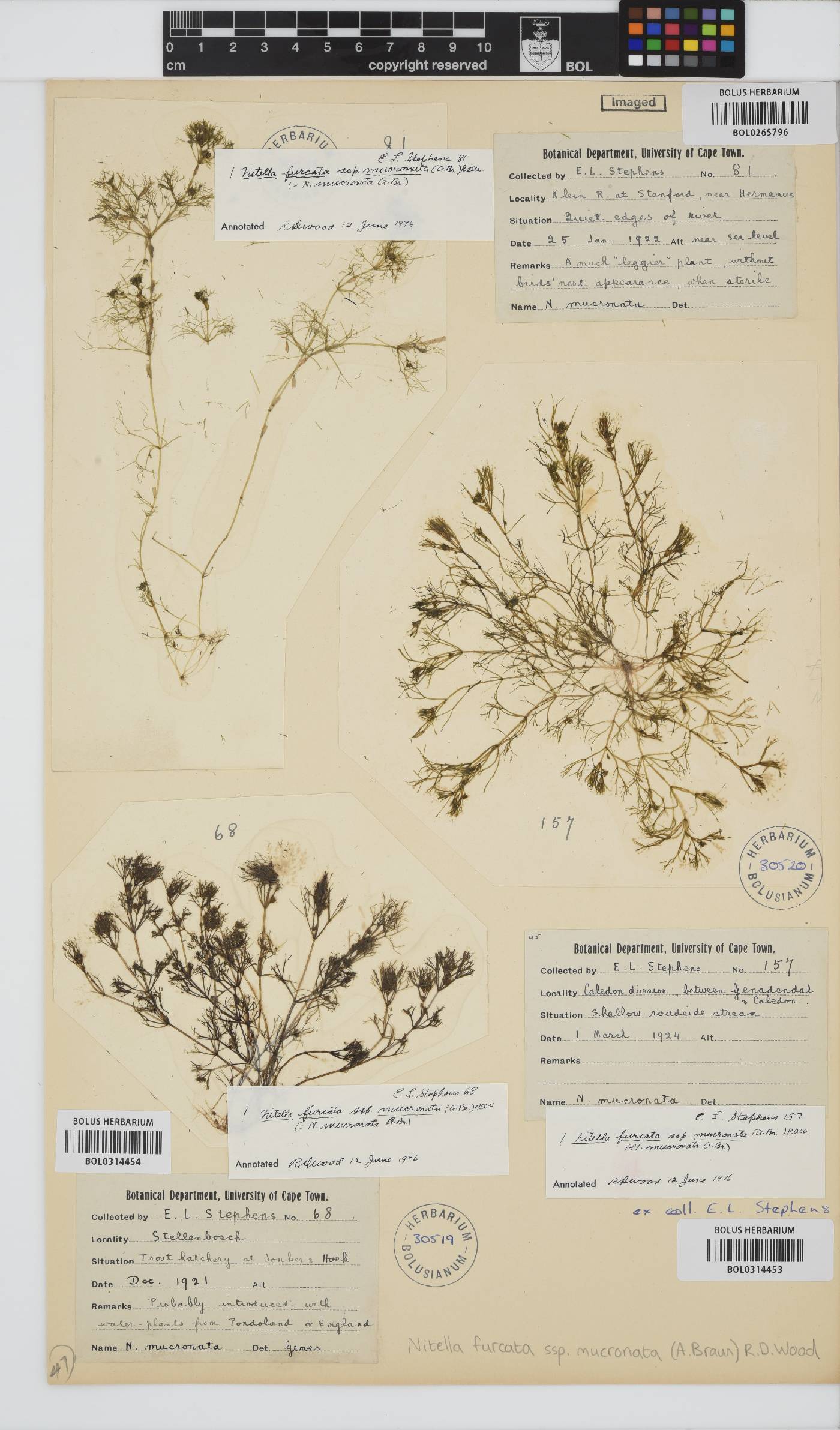 Nitella mucronata image