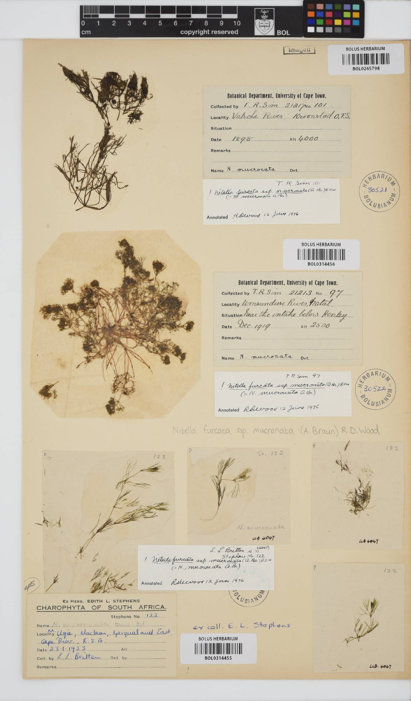 Nitella mucronata image