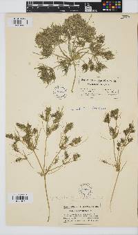 Tolypella prolifera image