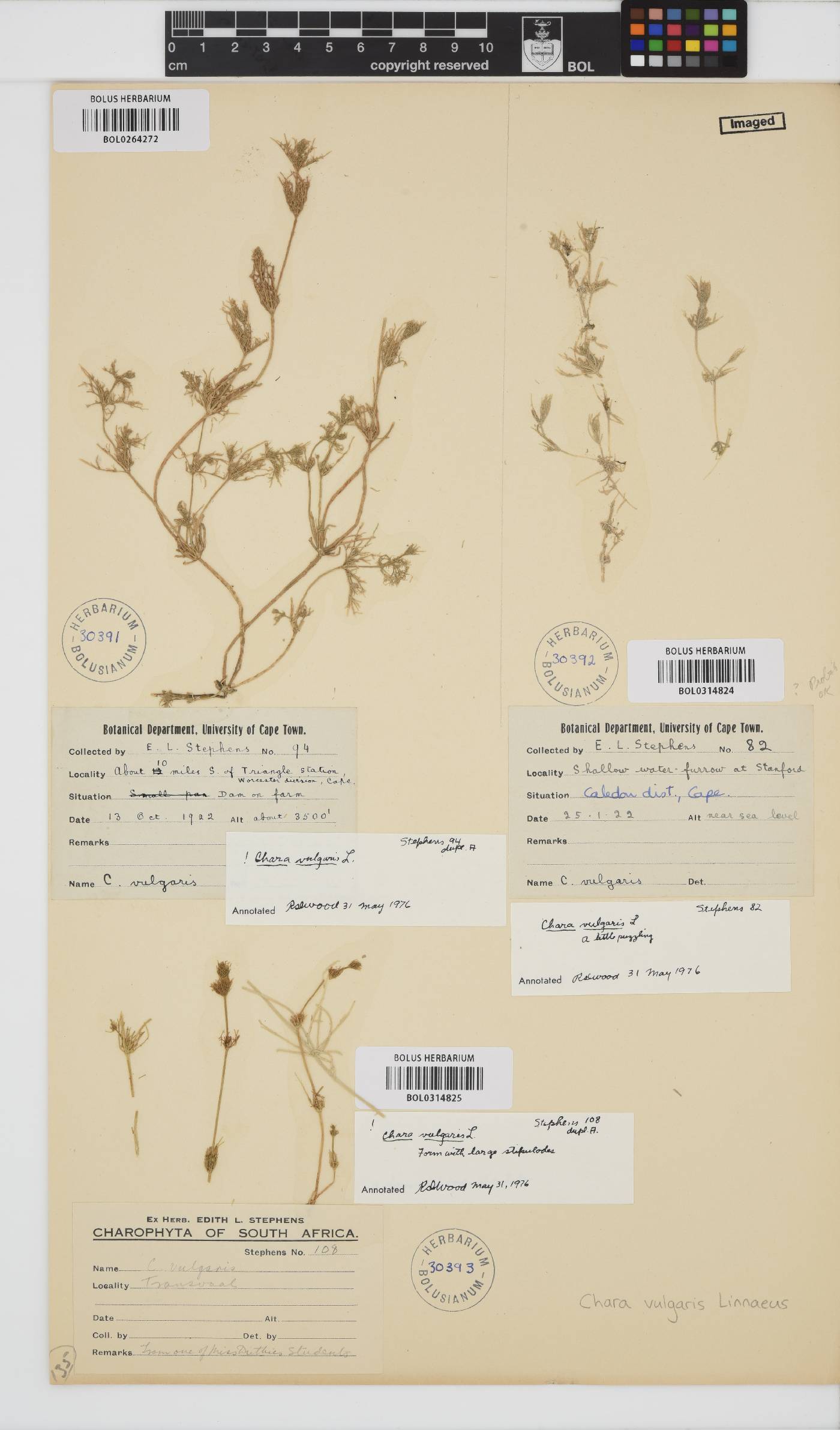 Chara vulgaris image