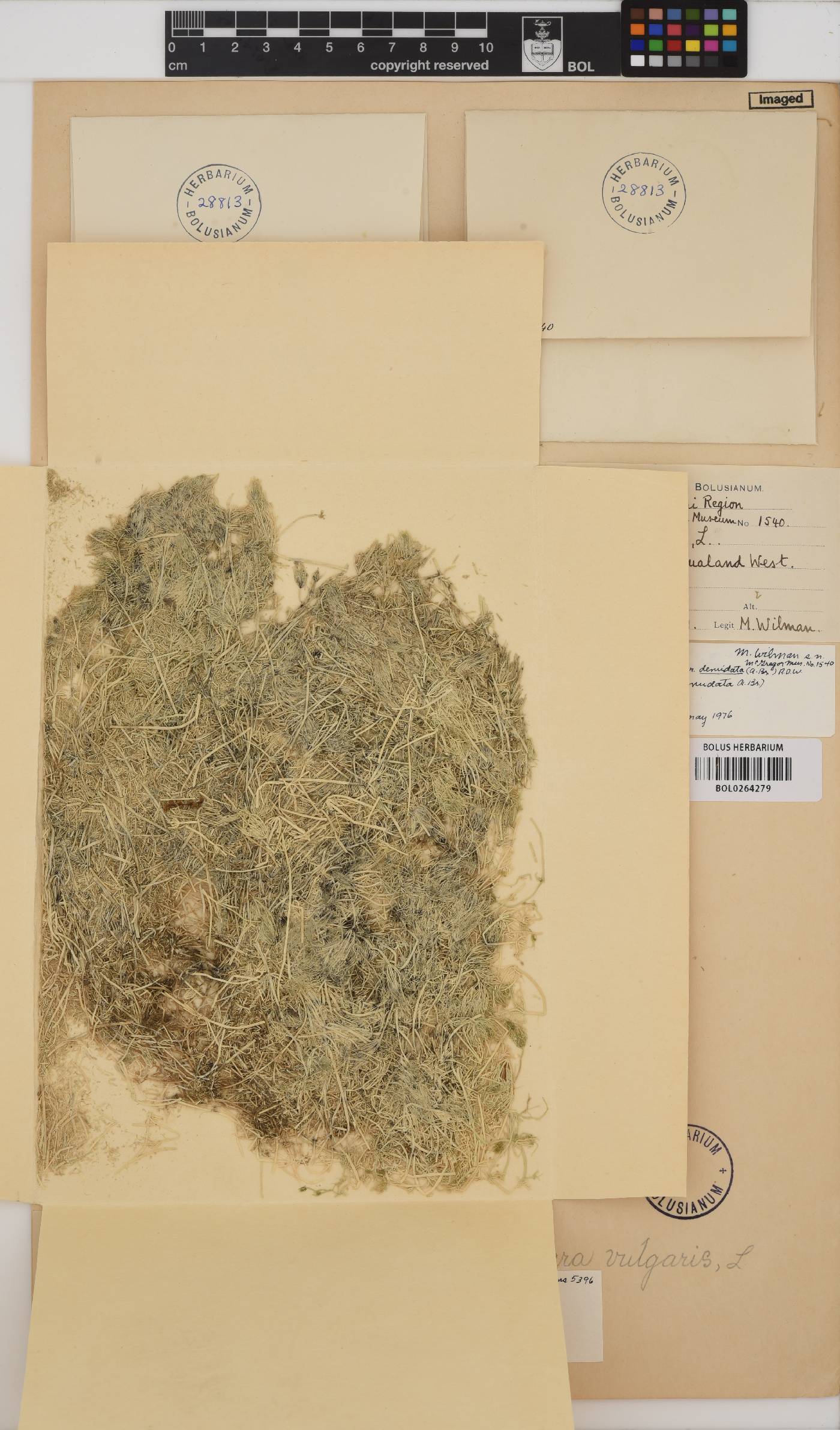 Chara vulgaris image