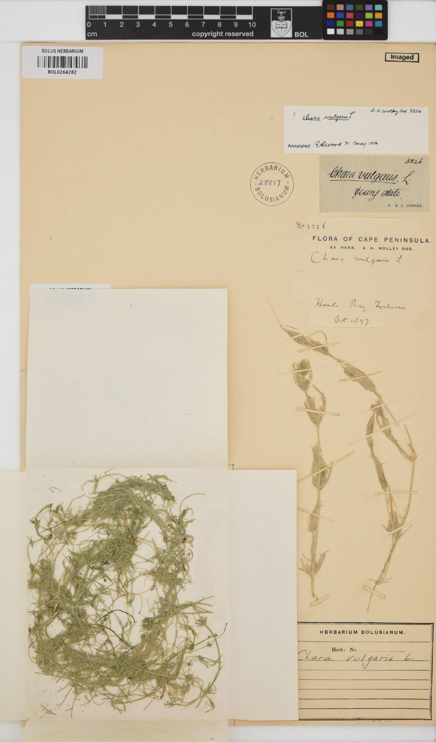 Chara vulgaris image