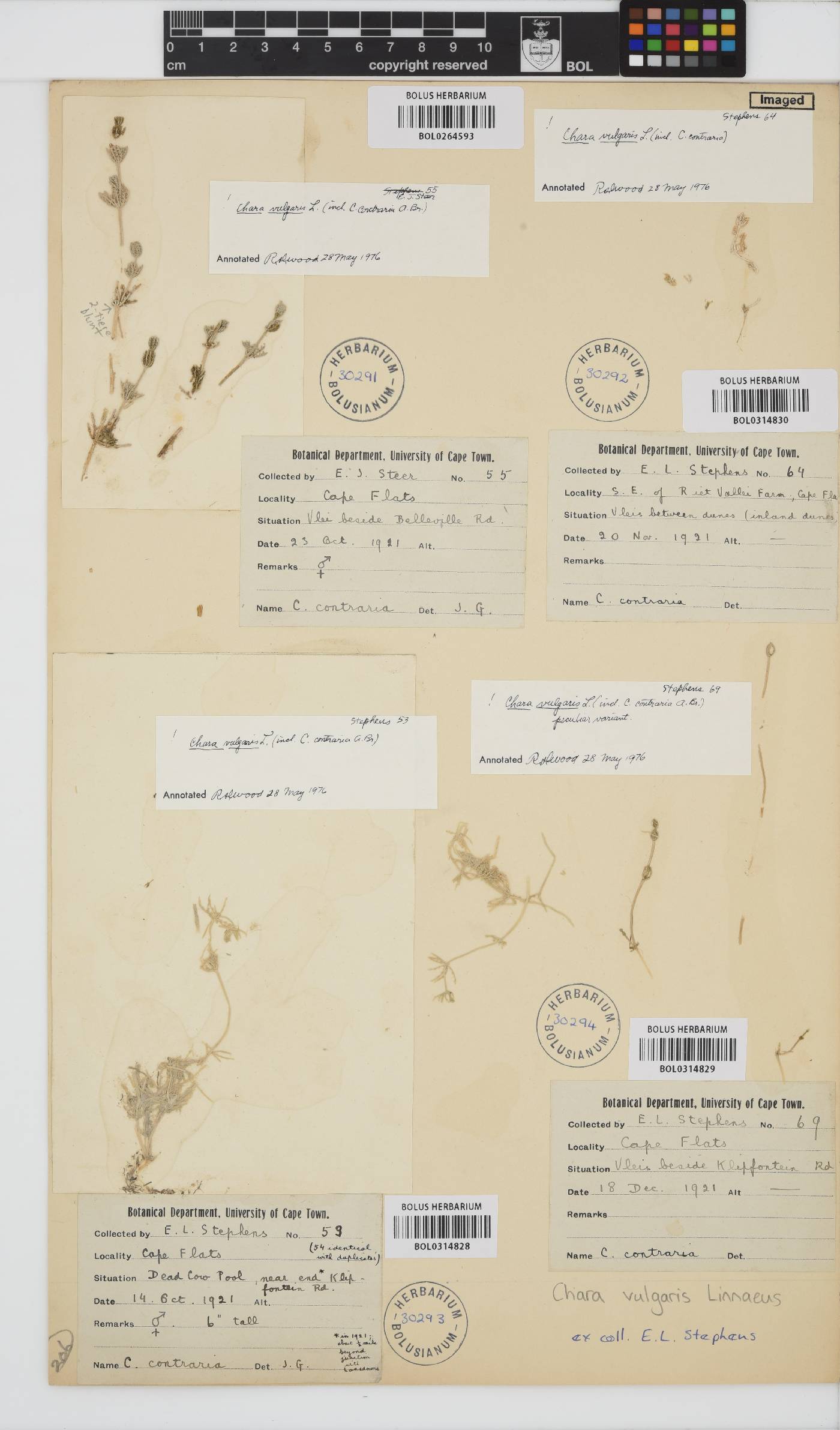 Chara vulgaris image