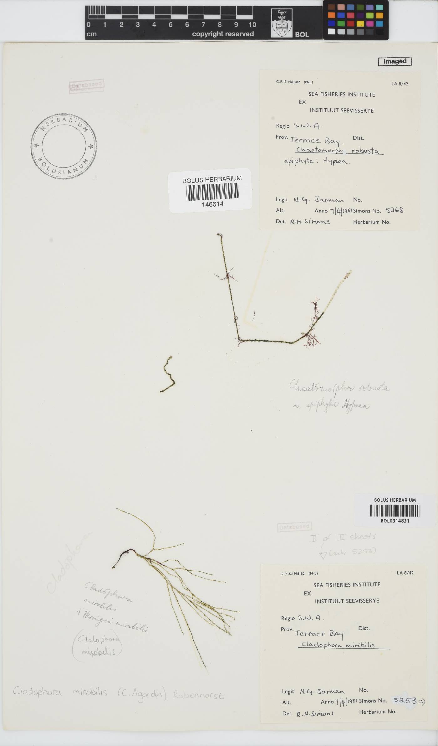 Lychaete mirabilis image