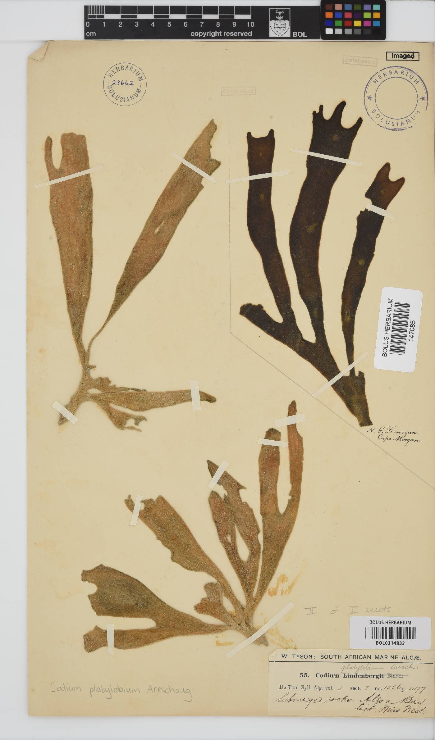 Codium platylobium image