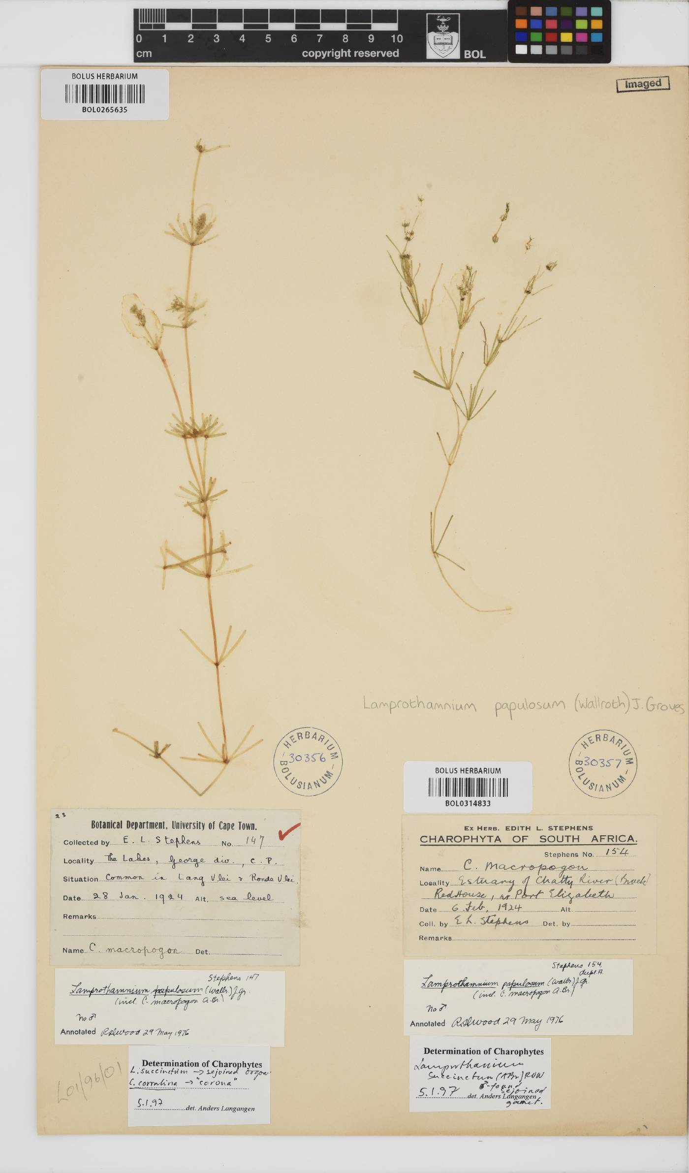 Lamprothamnium papulosum image