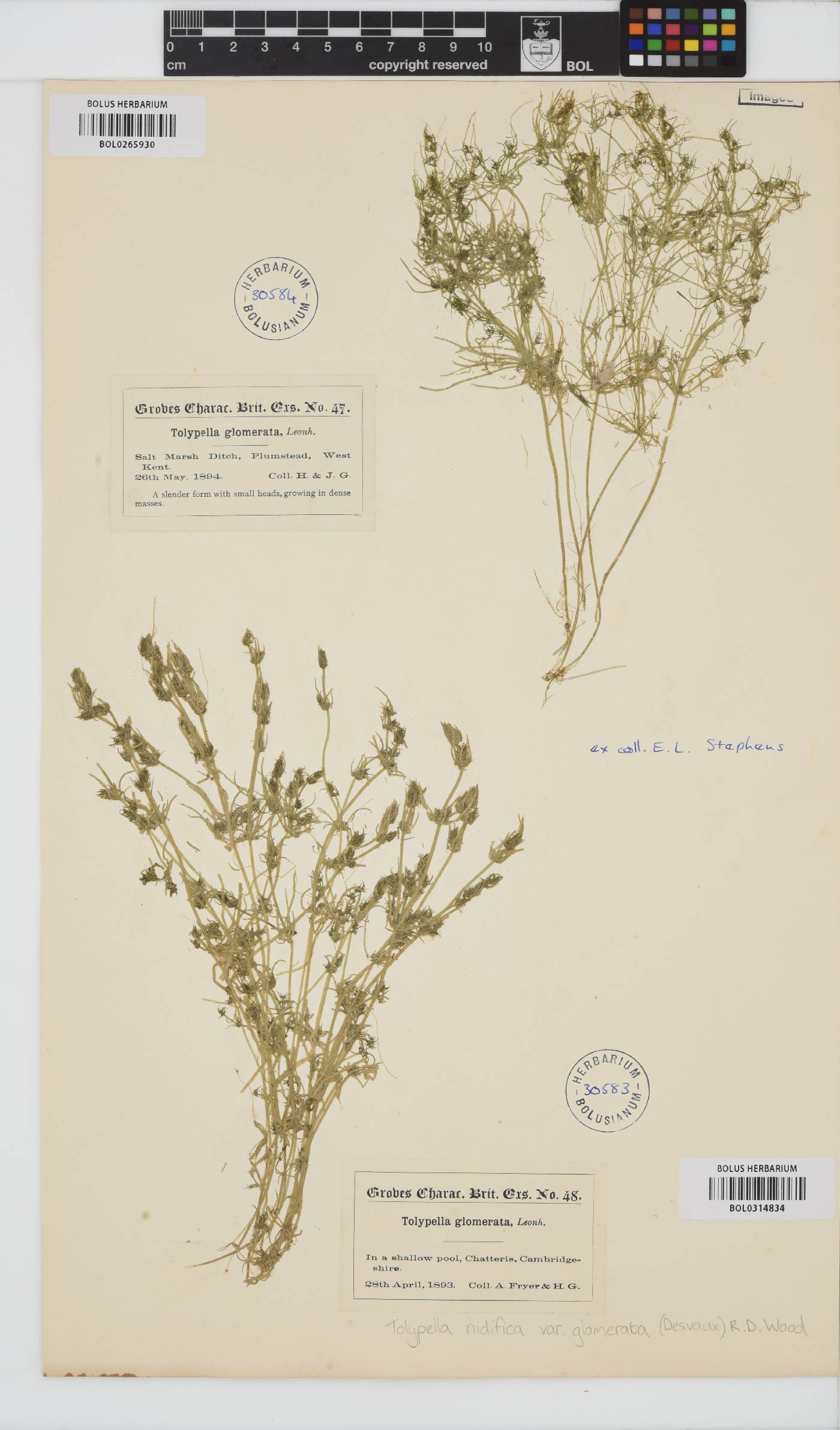 Tolypella glomerata image