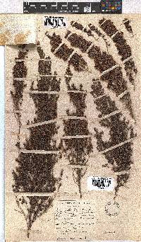 Erica hispidula image