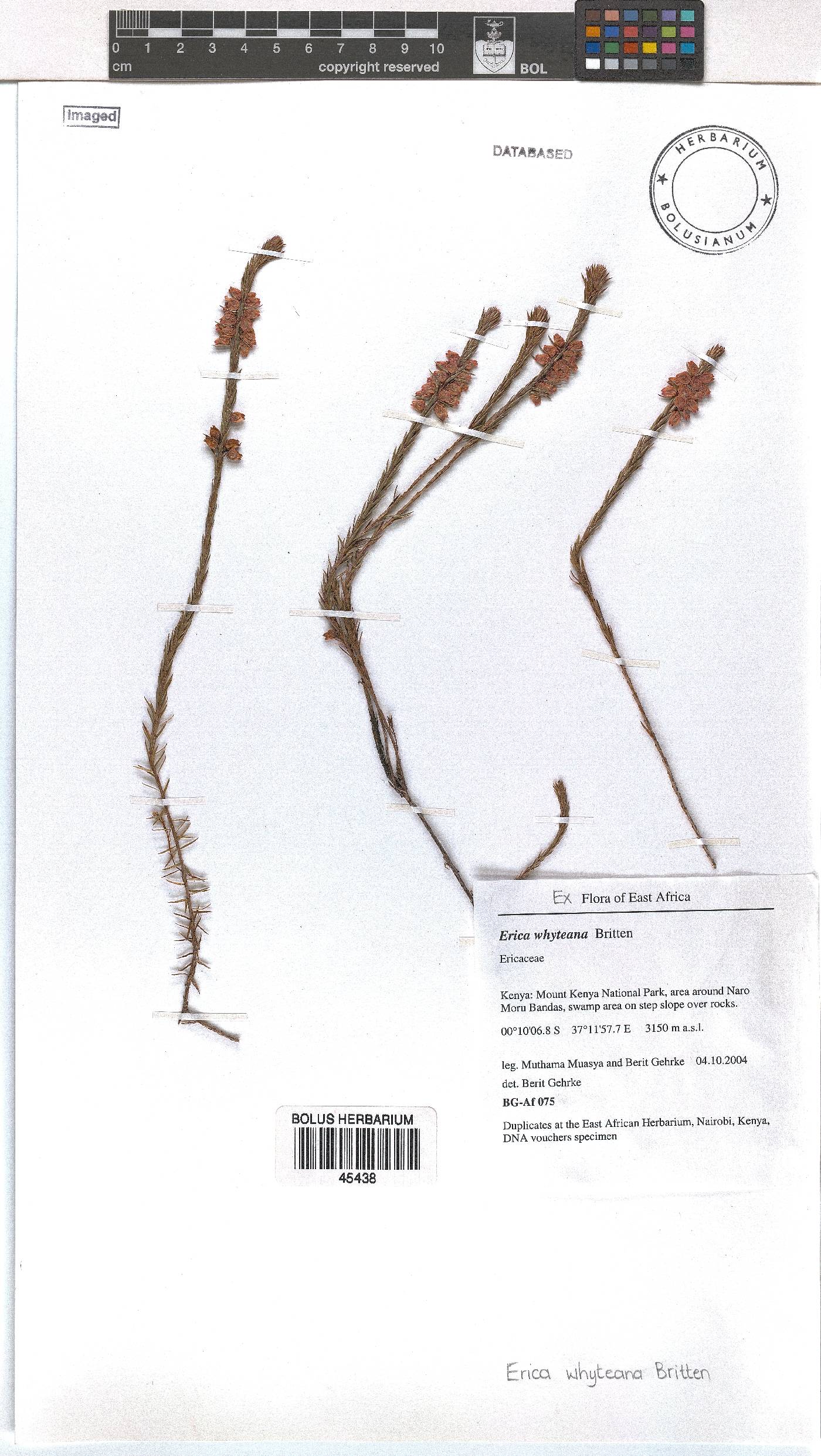 Erica whyteana image