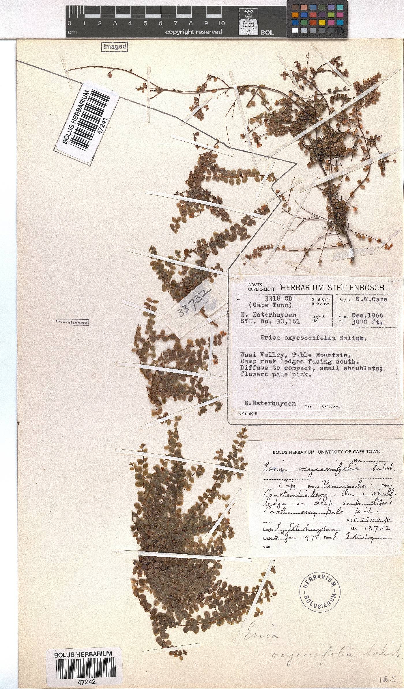 Erica oxycoccifolia image