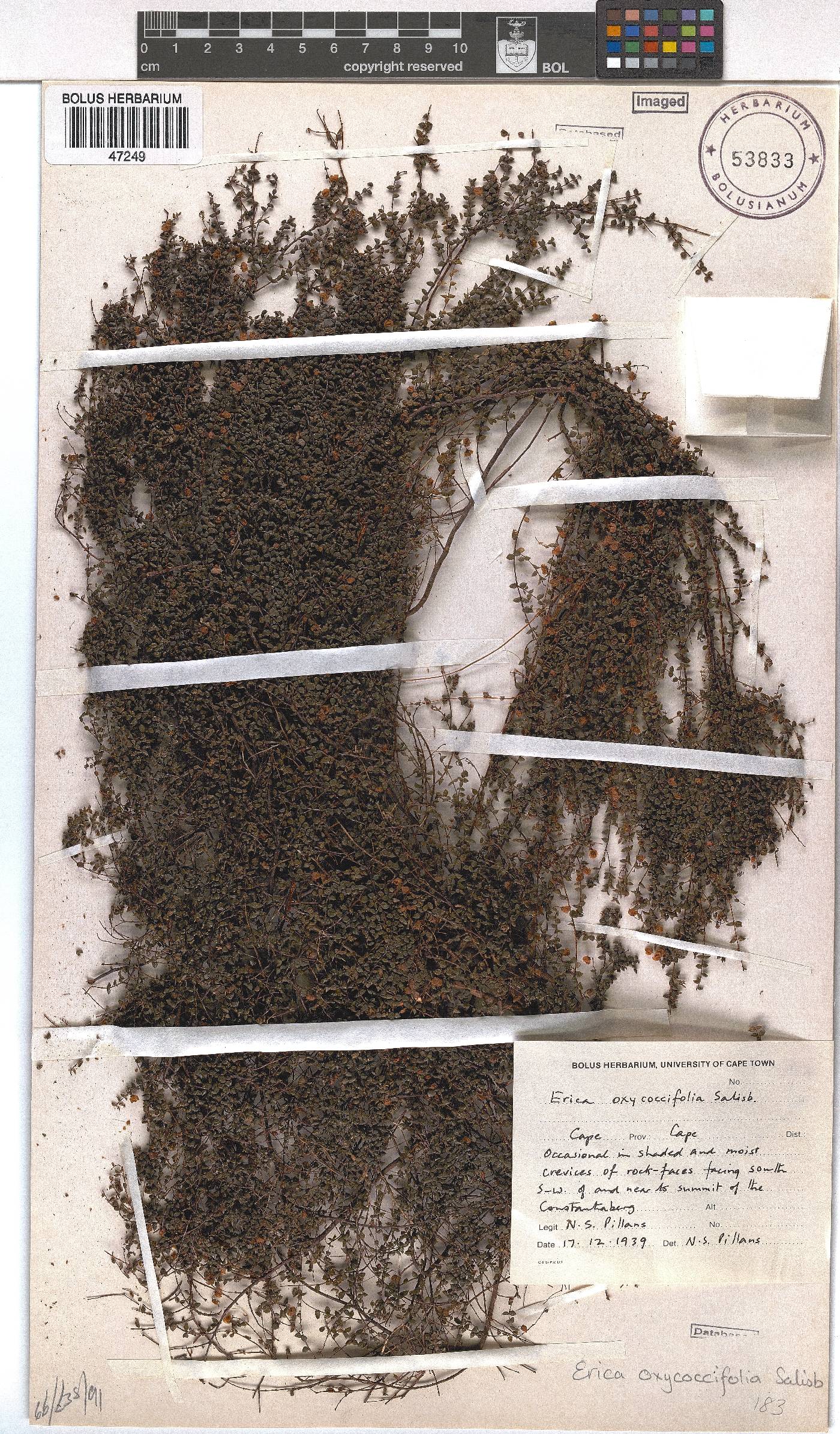 Erica oxycoccifolia image