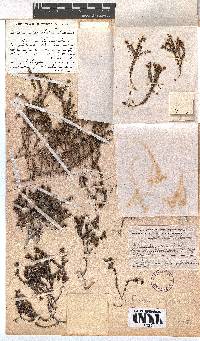 Erica utriculosa image