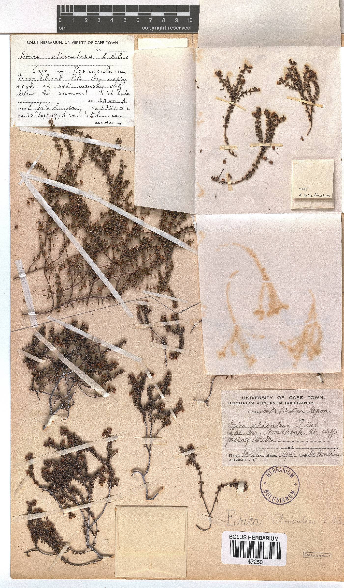 Erica utriculosa image