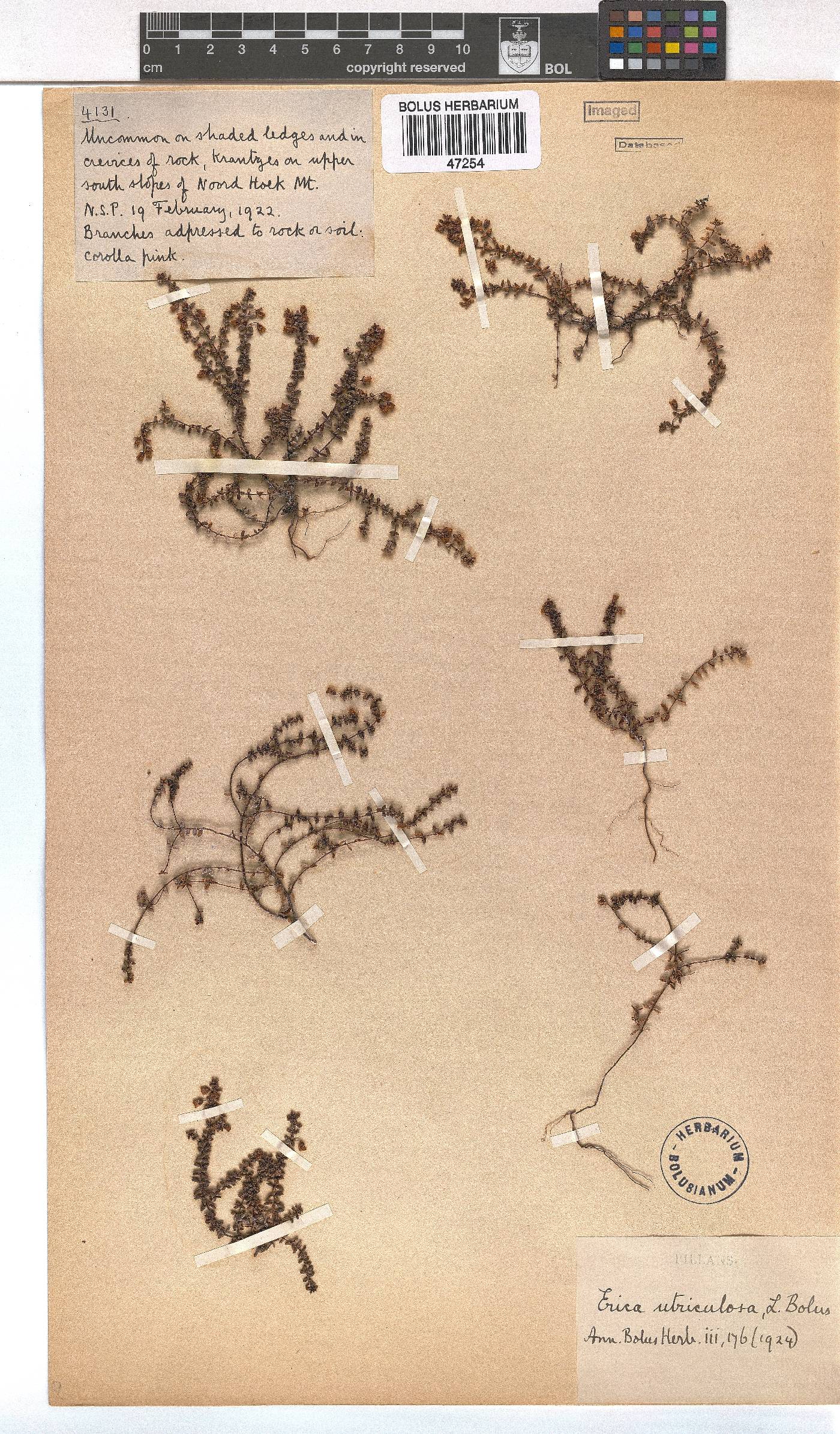 Erica utriculosa image