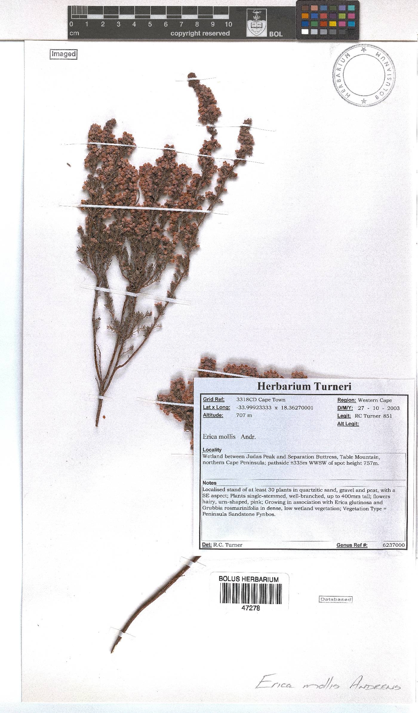 Erica mollis image