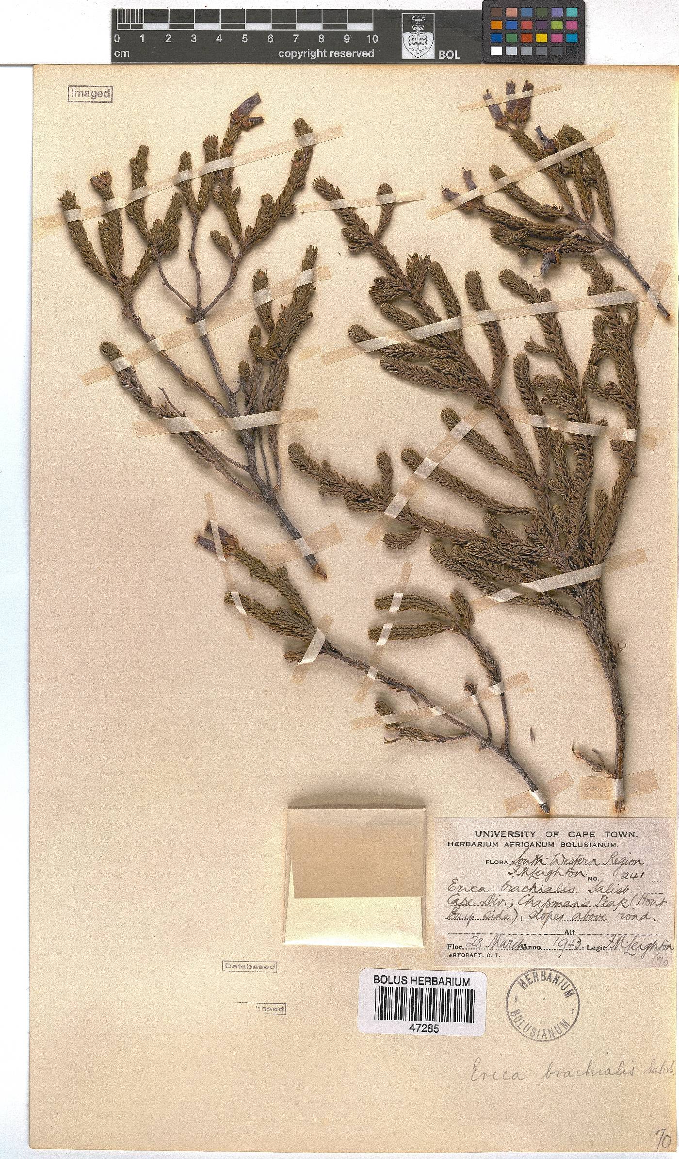 Erica brachialis image