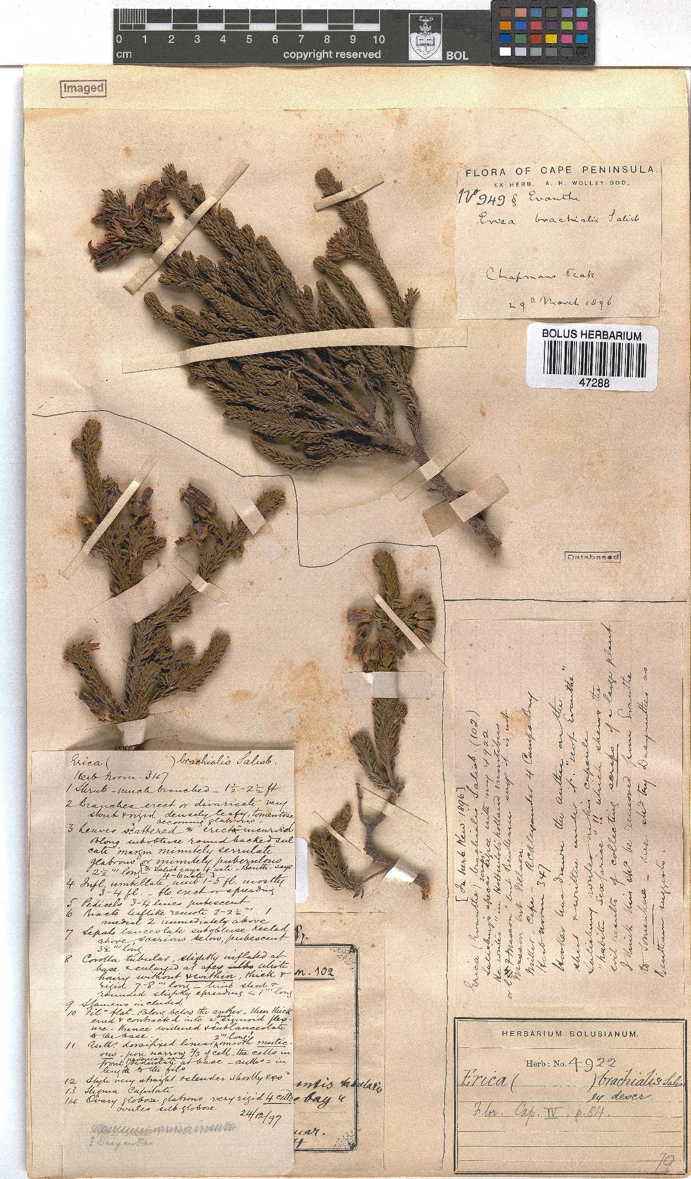 Erica brachialis image