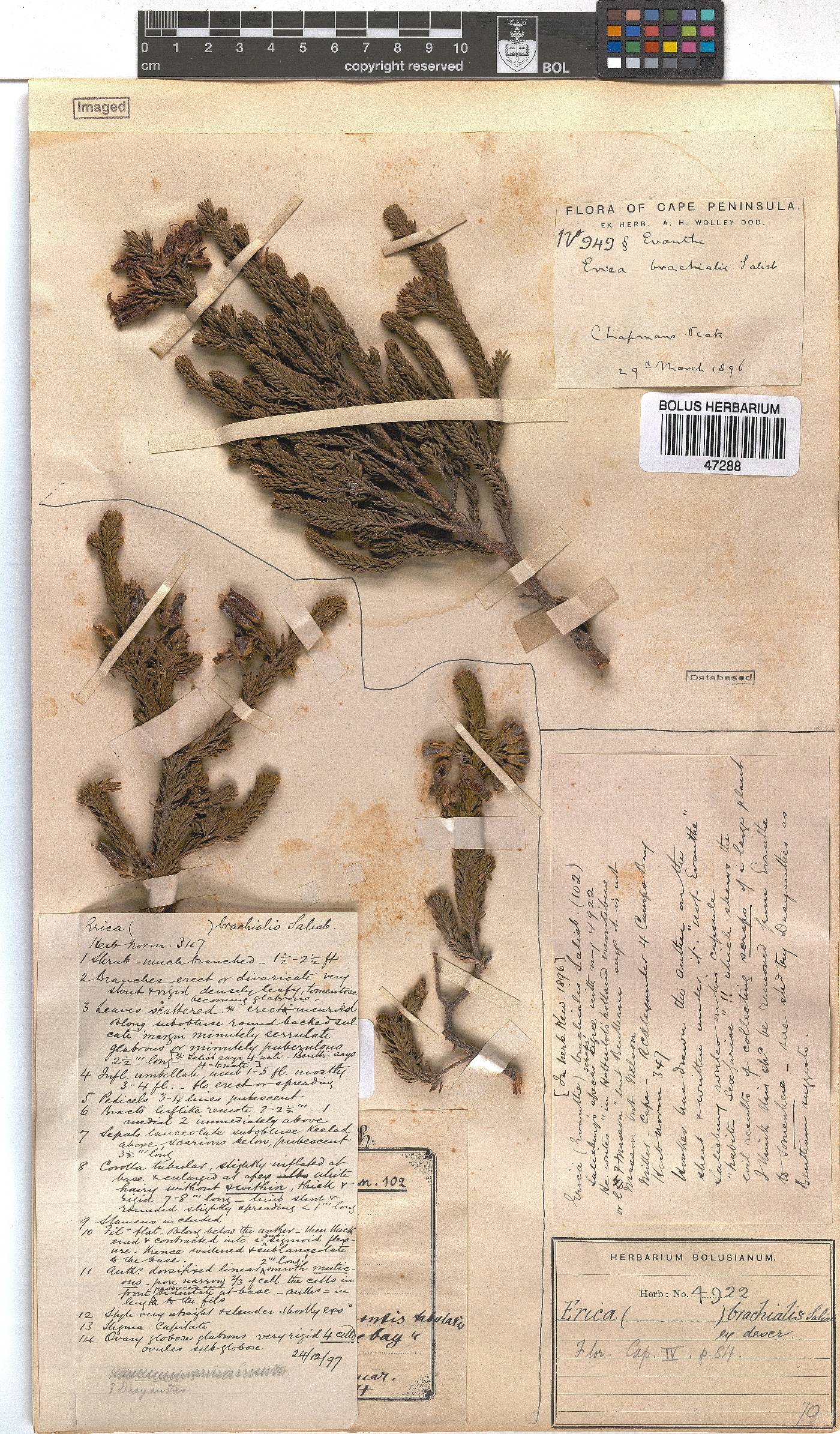 Erica brachialis image