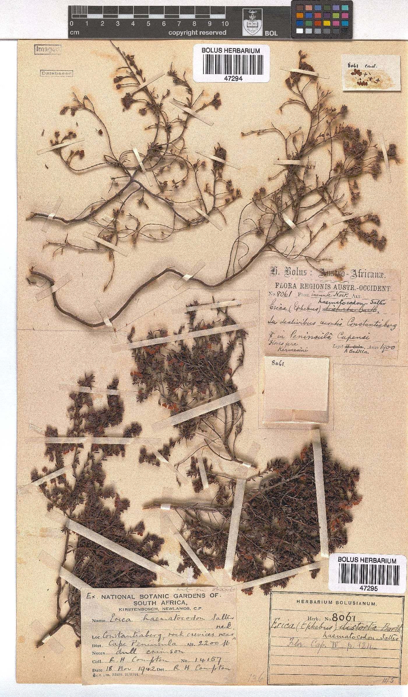 Erica haematocodon image