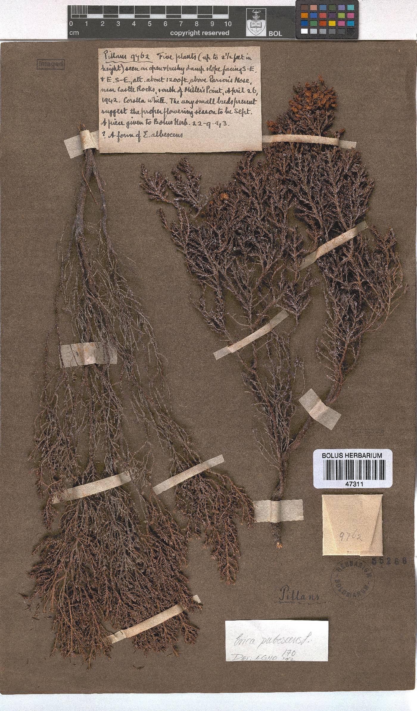 Erica pubescens image