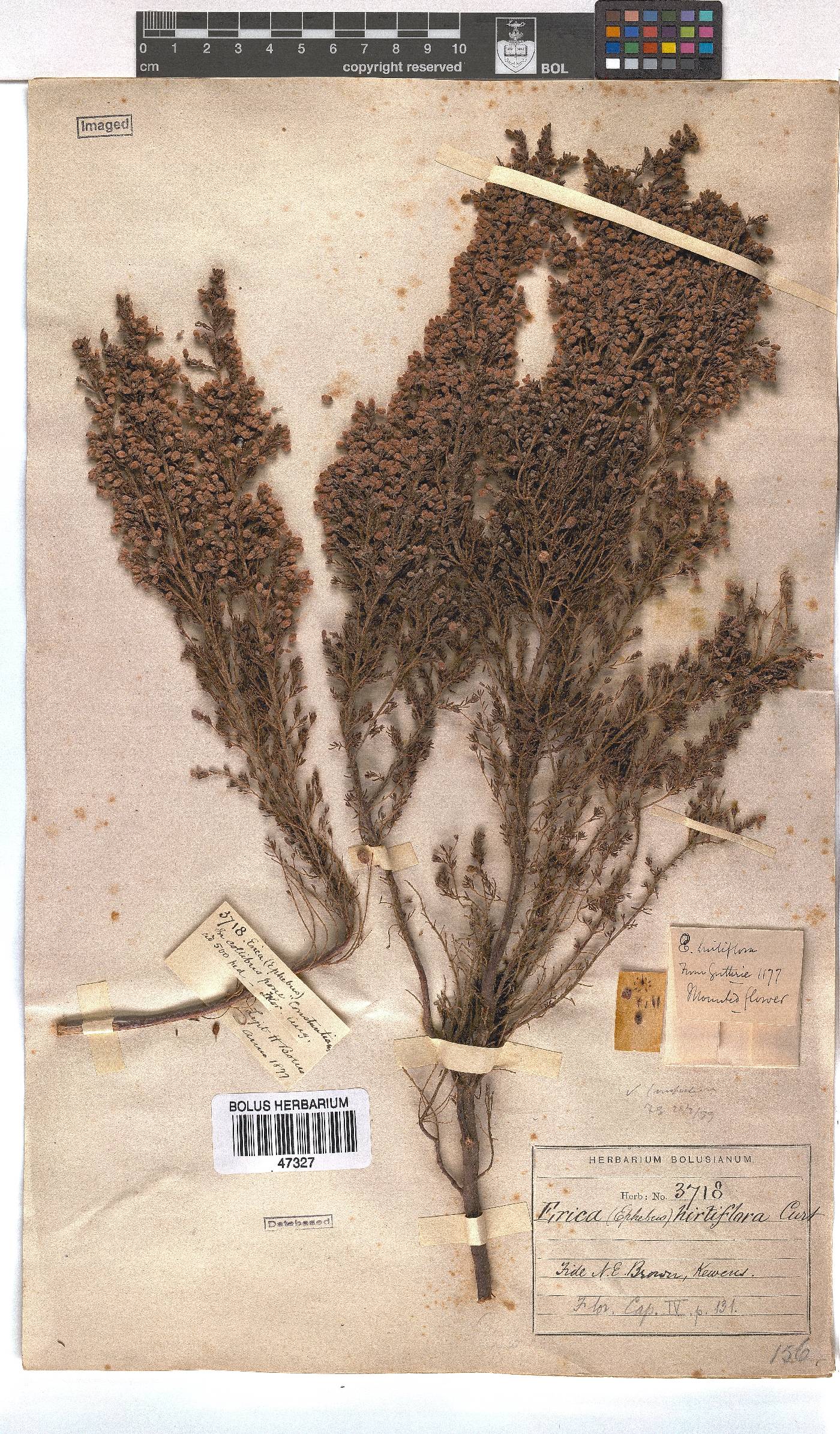 Erica hirtiflora image