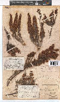 Erica paniculata image