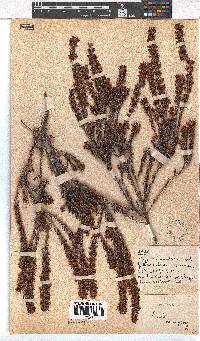 Erica nudiflora image