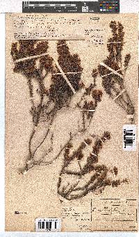 Erica nudiflora image