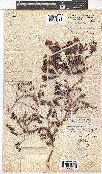 Erica nudiflora image