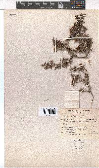 Erica obtusata image