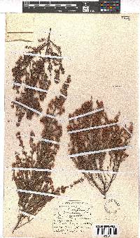 Erica parviflora image