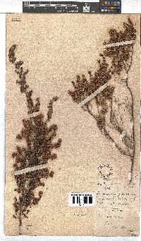 Image of Erica canescens