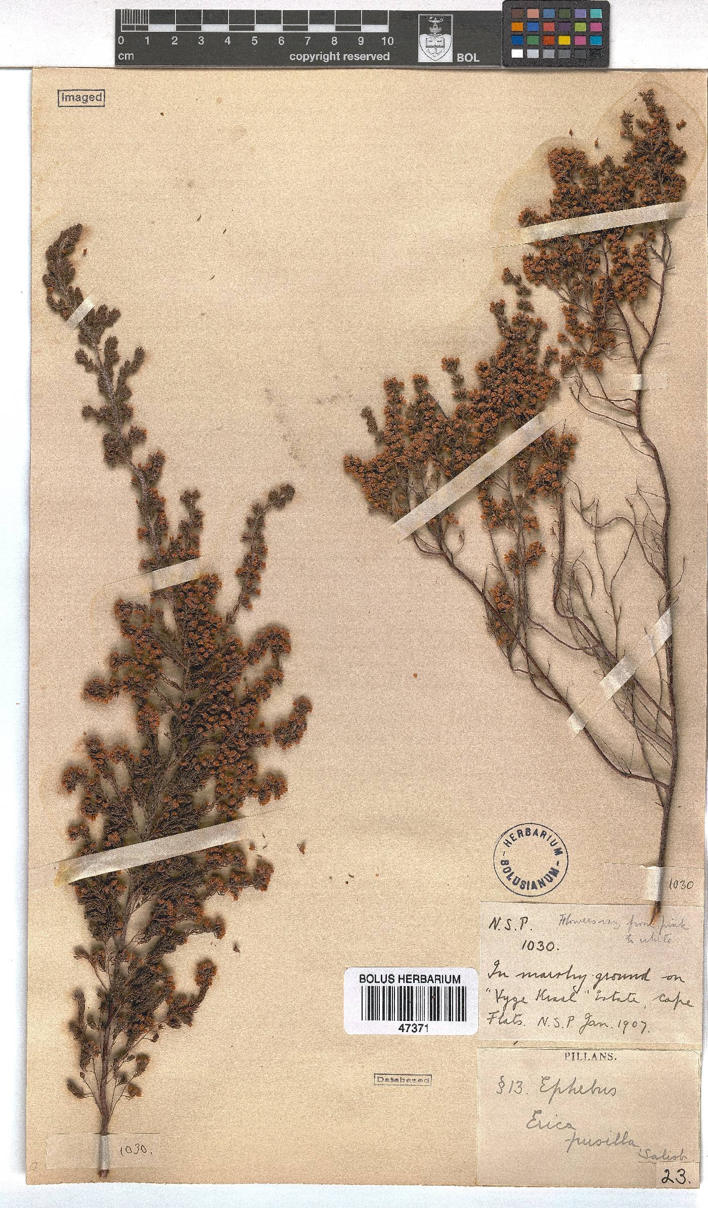 Erica canescens image