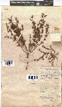 Erica canescens image