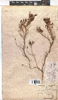 Erica transparens image