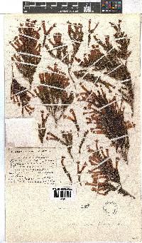 Image of Erica curviflora