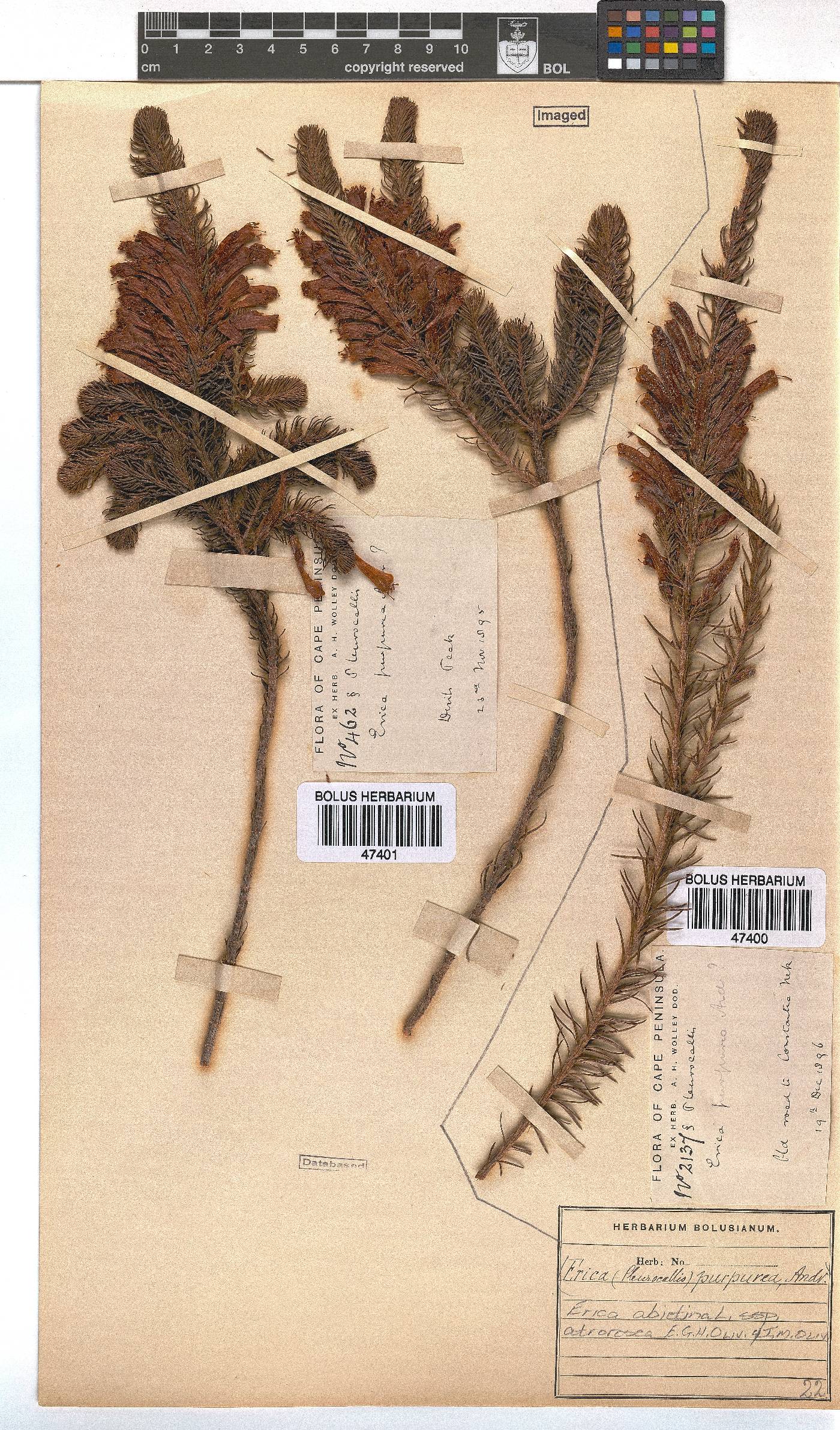 Erica abietina subsp. atrorosea image