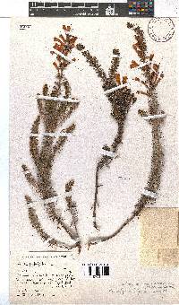 Erica abietina subsp. atrorosea image