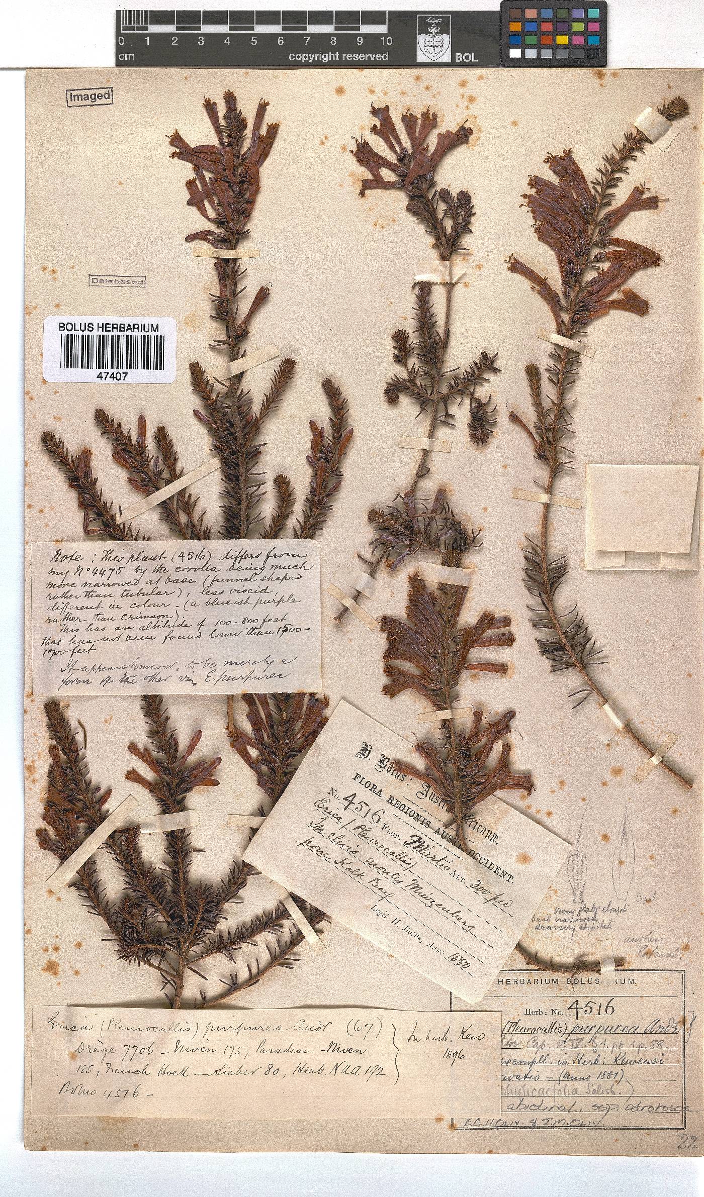 Erica abietina subsp. atrorosea image