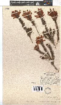 Erica abietina subsp. atrorosea image