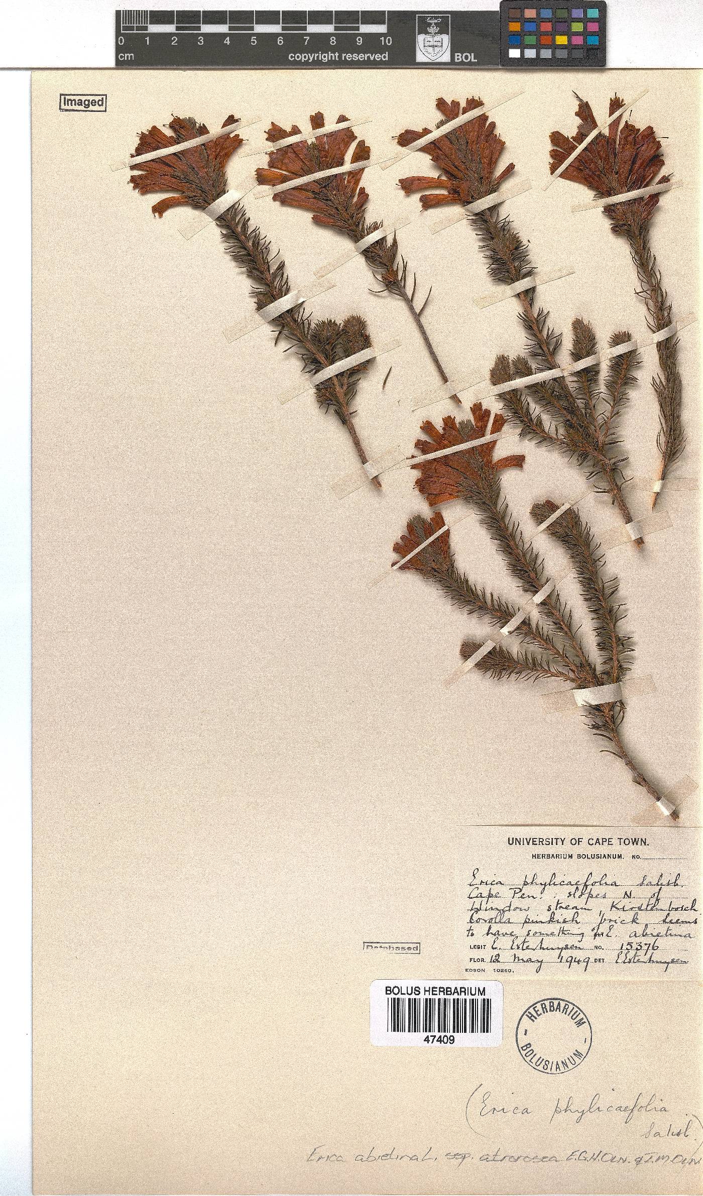 Erica abietina subsp. atrorosea image