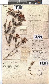 Erica nevillei image