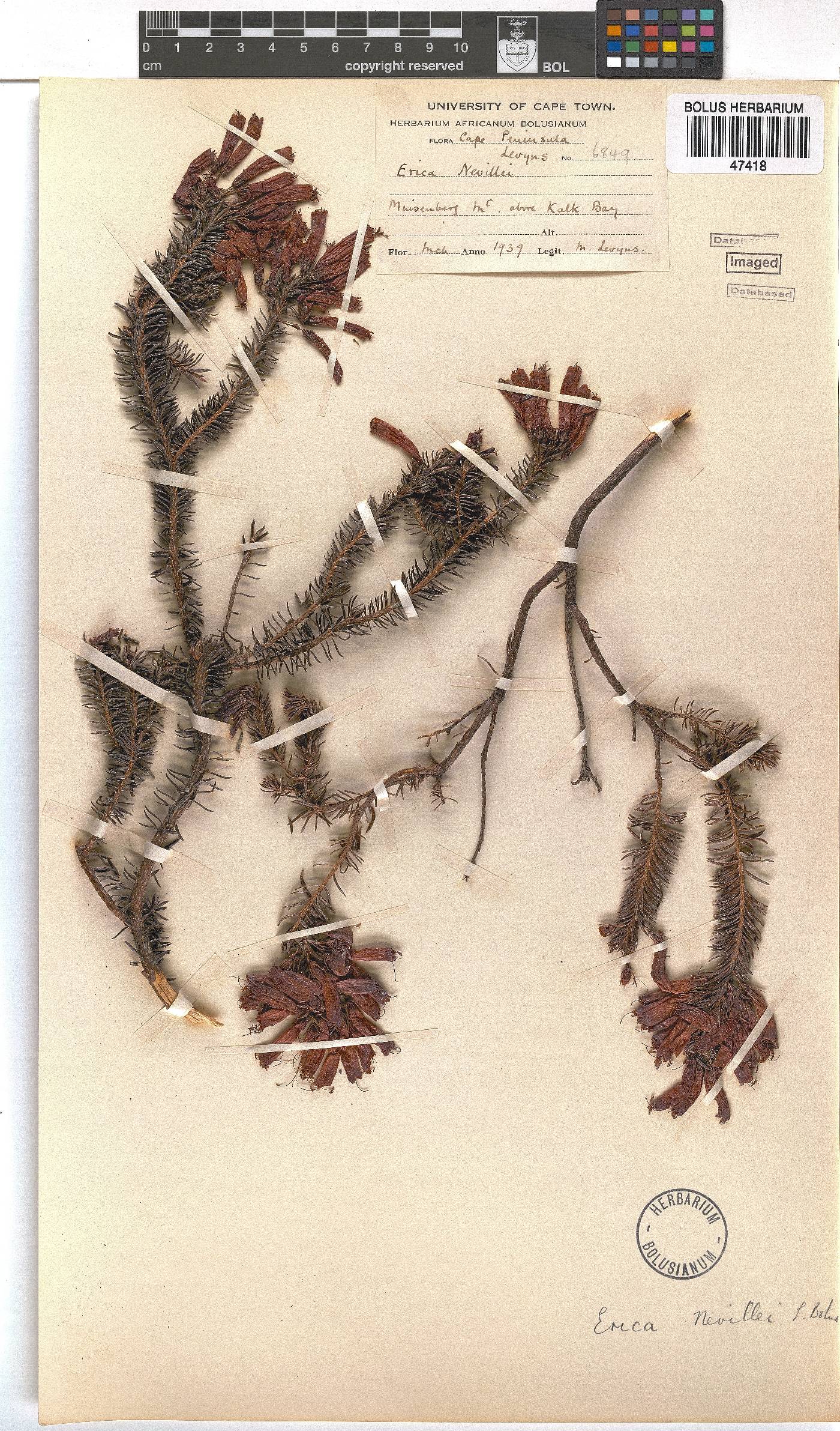 Erica nevillei image