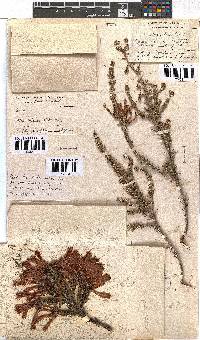 Erica nevillei image