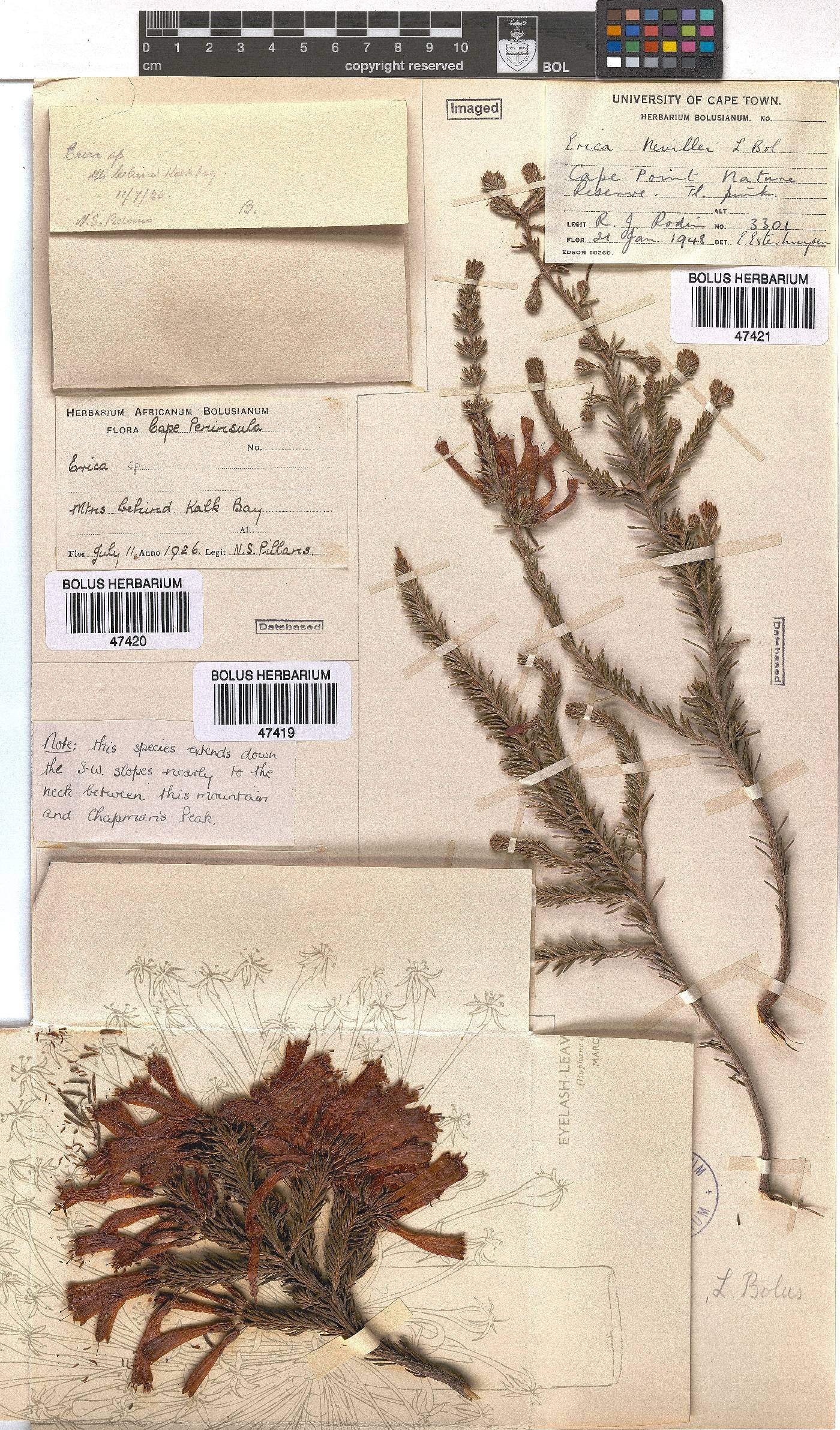 Erica nevillei image