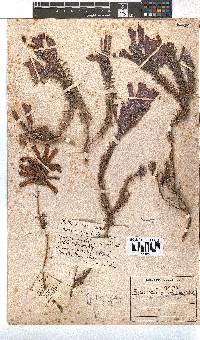 Erica nevillei image