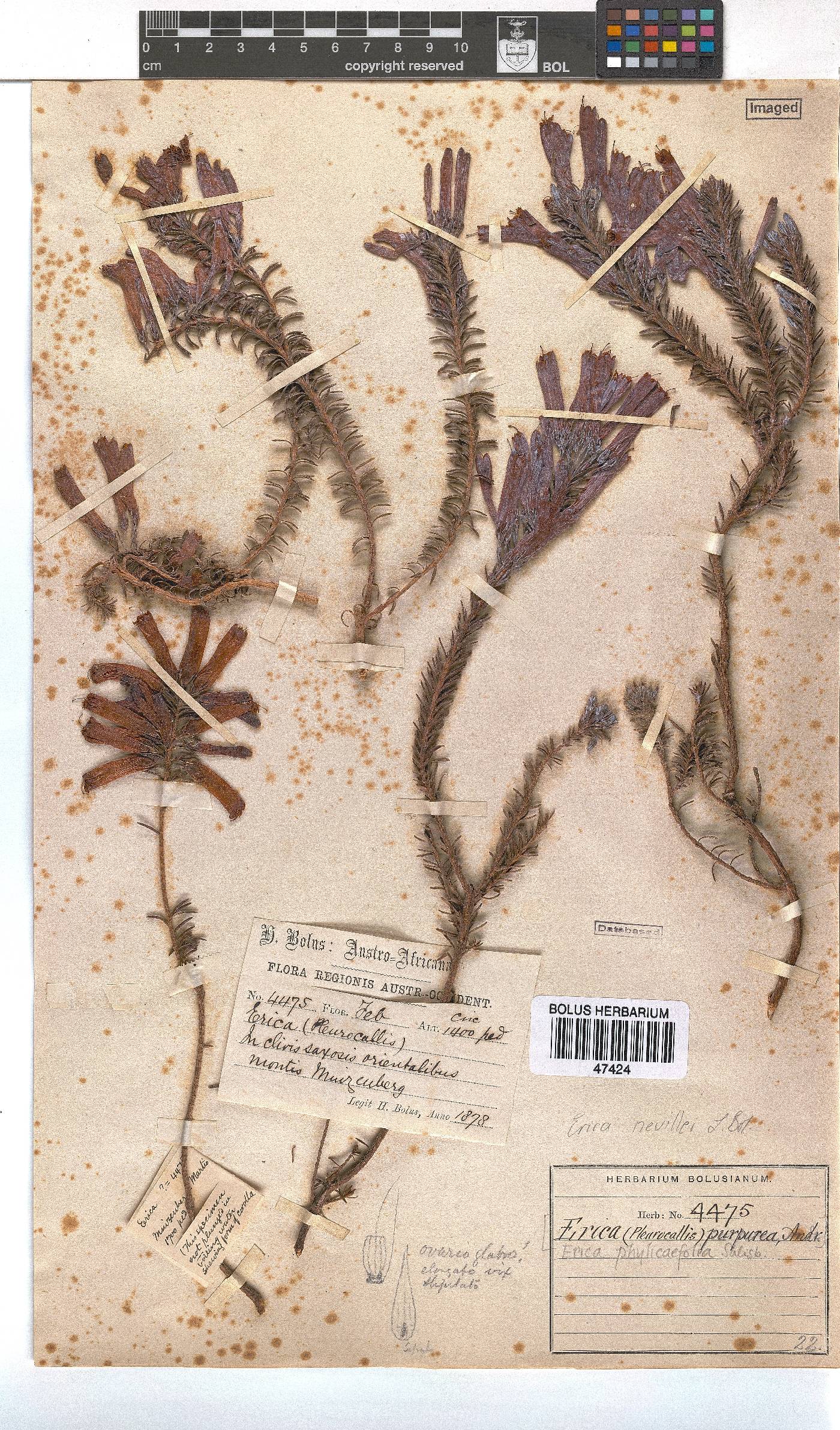 Erica nevillei image