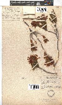 Erica abietina subsp. abietina image