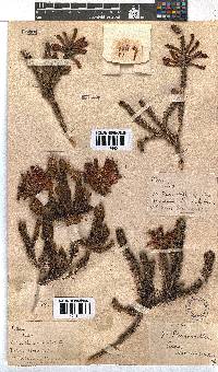 Erica abietina subsp. abietina image