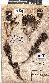 Erica sessiliflora image